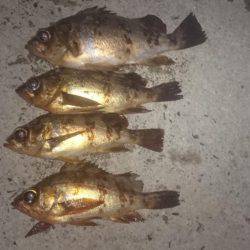 ヤリイカ、メバリング