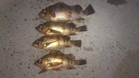 ヤリイカ、メバリング