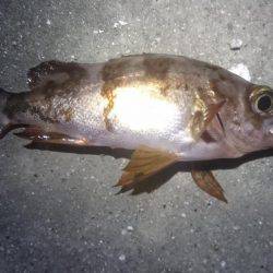 月夜に誘われて