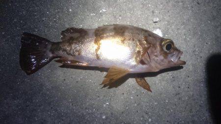 月夜に誘われて