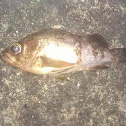 海上釣り堀カタタでカンパチ釣れるか？