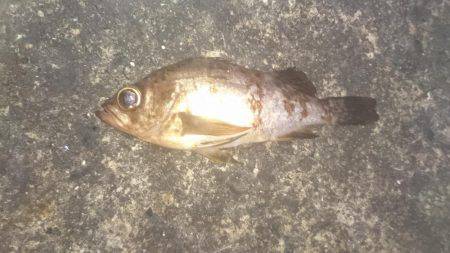 海上釣り堀カタタでカンパチ釣れるか？