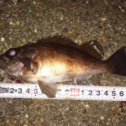 ワインド時々プラグ