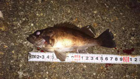 ワインド時々プラグ