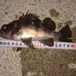 12時間耐久メバルプラッキング