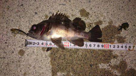 12時間耐久メバルプラッキング