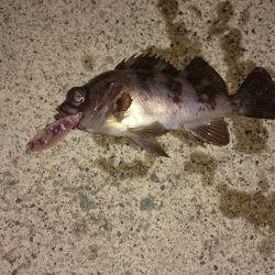 メバルプラッキング