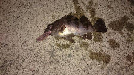 メバルプラッキング