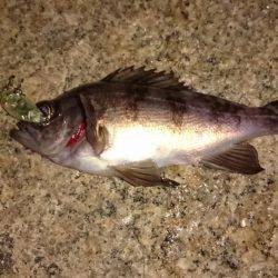 メバルプラッキング