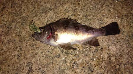 メバルプラッキング