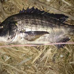 淀川マチヌでました！