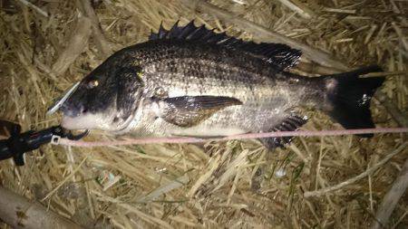 淀川マチヌでました！