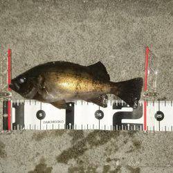 強風の中のプラッキング