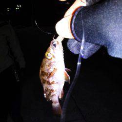 エギング・・・メバリング？