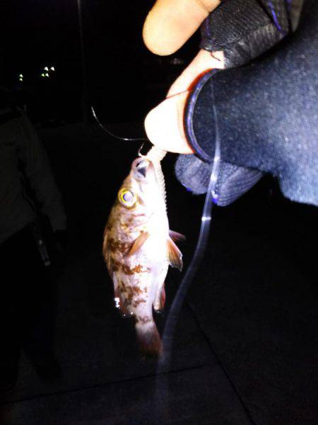 エギング・・・メバリング？