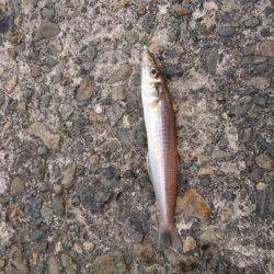 久しぶりのタコ