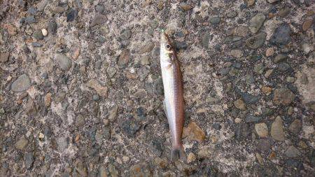 久しぶりのタコ