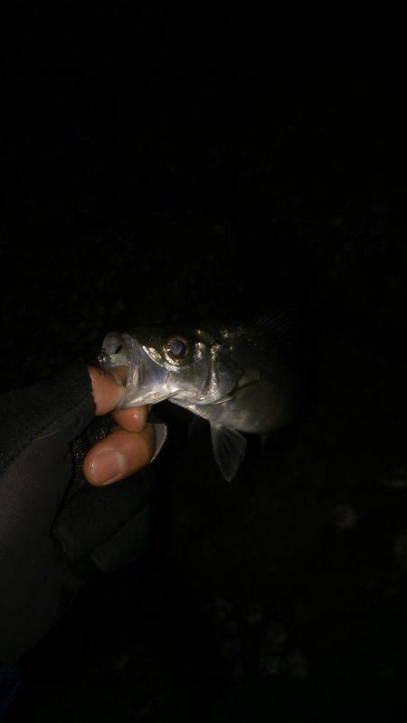 メバルはどこ？