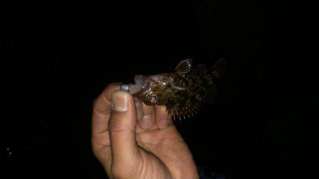 やっと出会えた