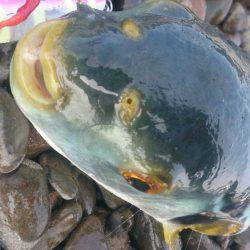 大物狙い…のちおかず確保