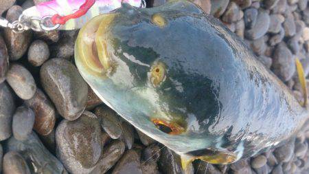 大物狙い…のちおかず確保