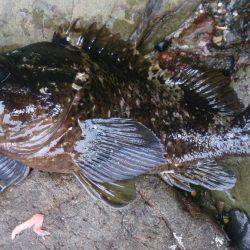 磯釣りのちタチウオ