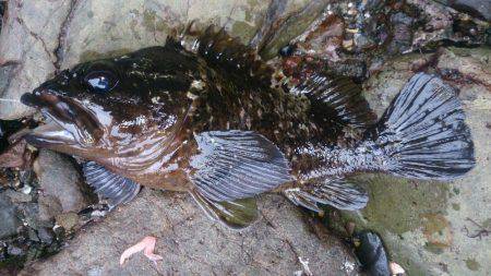 磯釣りのちタチウオ