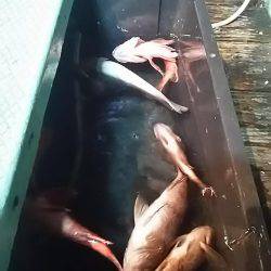 仁王丸でメバル狙い