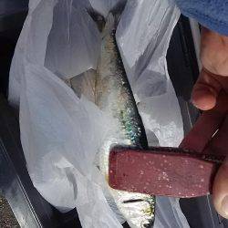 サビキ釣りでアジ