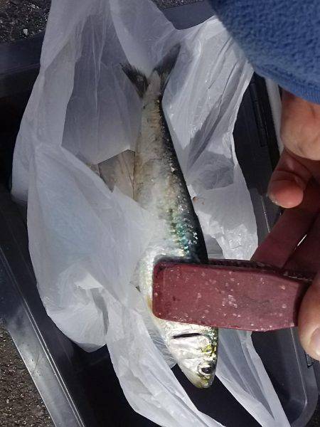 サビキ釣りでアジ