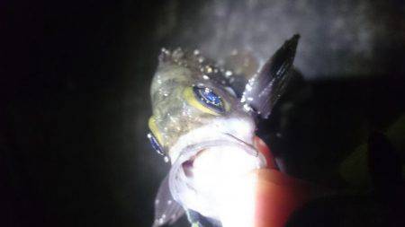 よくなってきたかな?