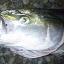 ショアジギング釣行