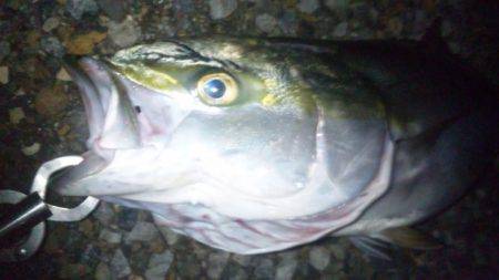 ショアジギング釣行