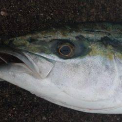 ショアジギング釣行