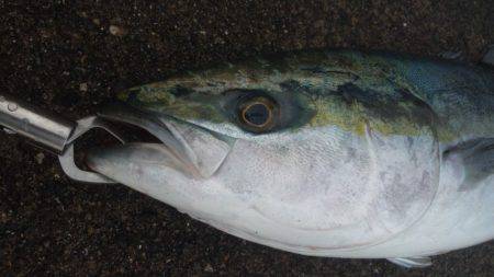 ショアジギング釣行