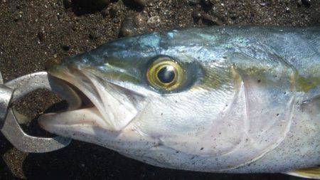 ショアジギング釣行