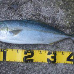 ショアジギング釣行