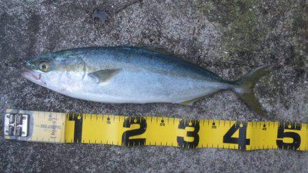 ショアジギング釣行