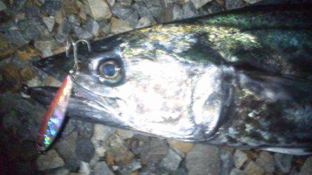 ショアジギング釣行