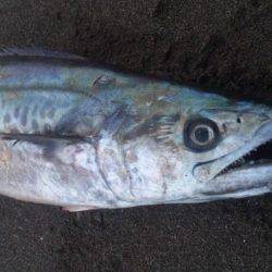 ショアジギング釣行