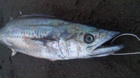 ショアジギング釣行