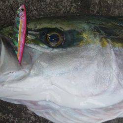 ショアジギング釣行