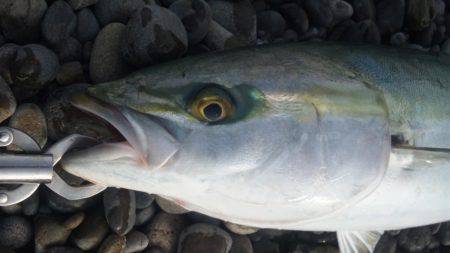 ショアジギング釣行