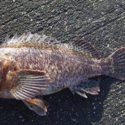 やっぱり釣れるコウイカ