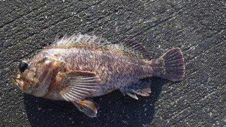 やっぱり釣れるコウイカ