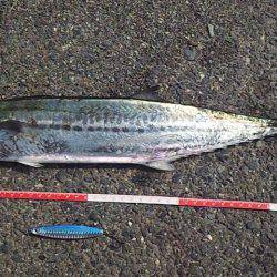 サゴシの数釣り