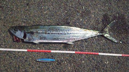 サゴシの数釣り