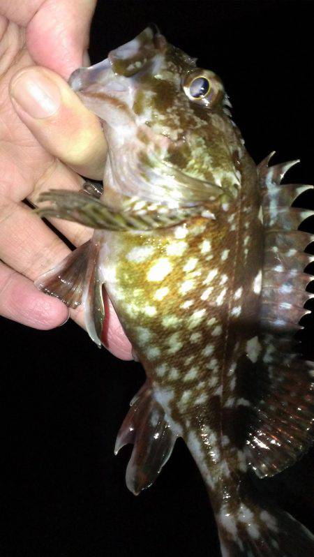 ガシラは足で釣れ