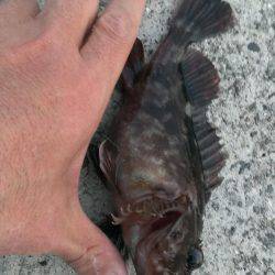 ガシラは上げ潮を釣れ