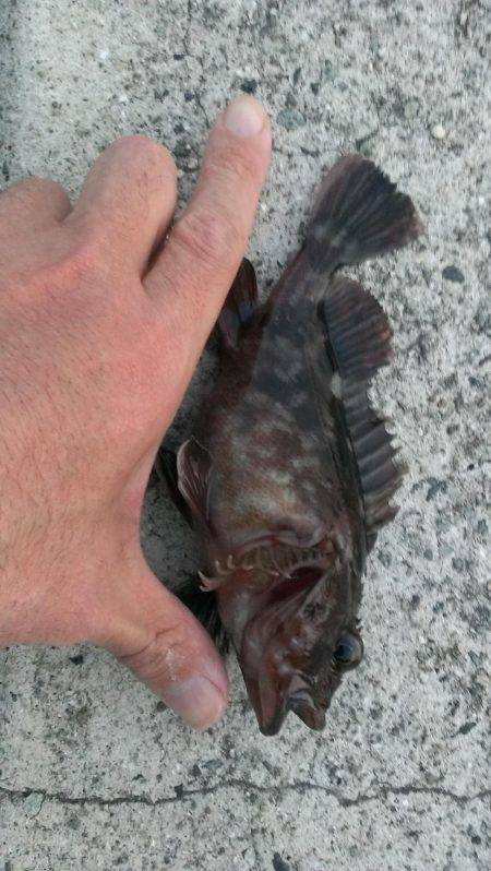 ガシラは上げ潮を釣れ